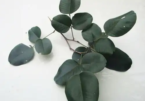 檀香紫檀的树叶