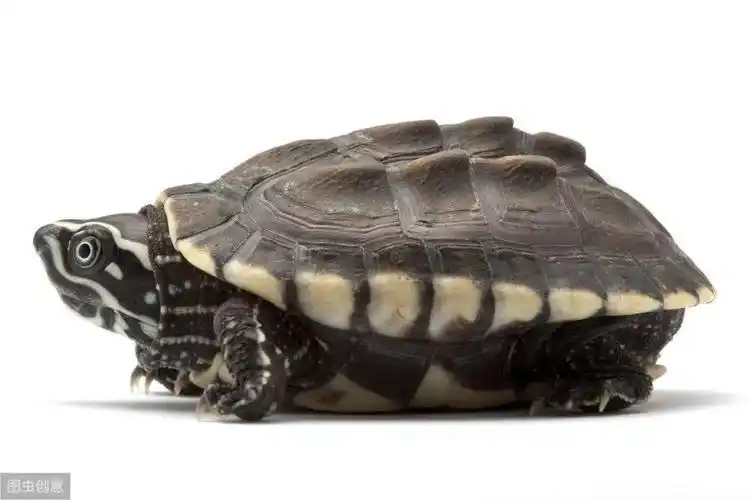 小巧玲珑的麝香龟从挑选到繁殖做到6点就能轻松养好
