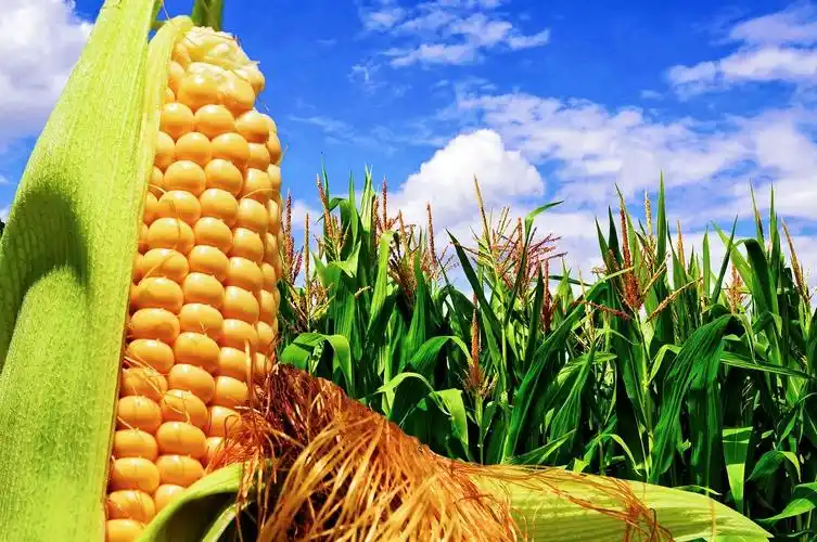 春荣镇2万亩玉米喜获丰收