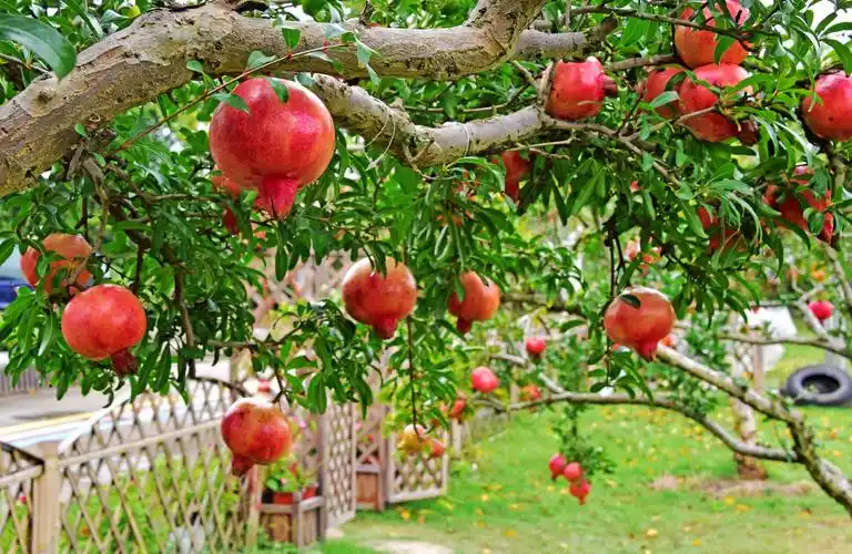 硕果累累满枝头,又是一个丰收季,这是秋日的佳友福田开心果园.