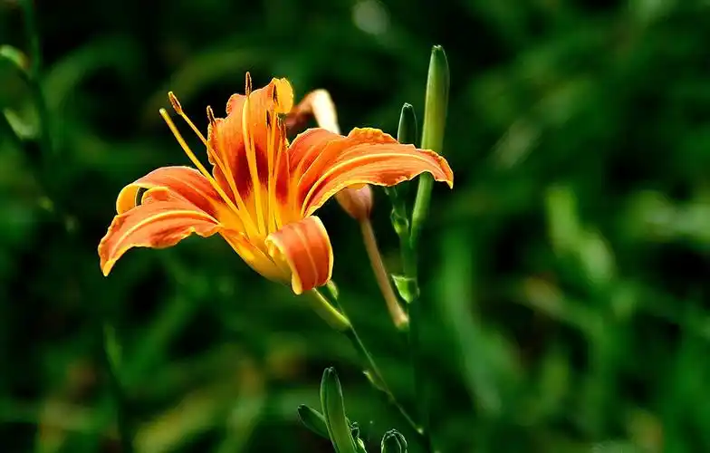 花朵,萱草花,萱草,黄花菜,金针菜,鹿葱,川草花,忘
