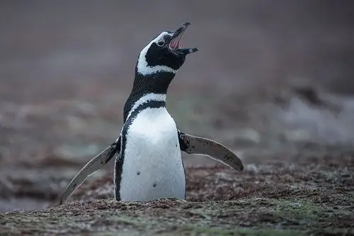 magellanic penguin braying
