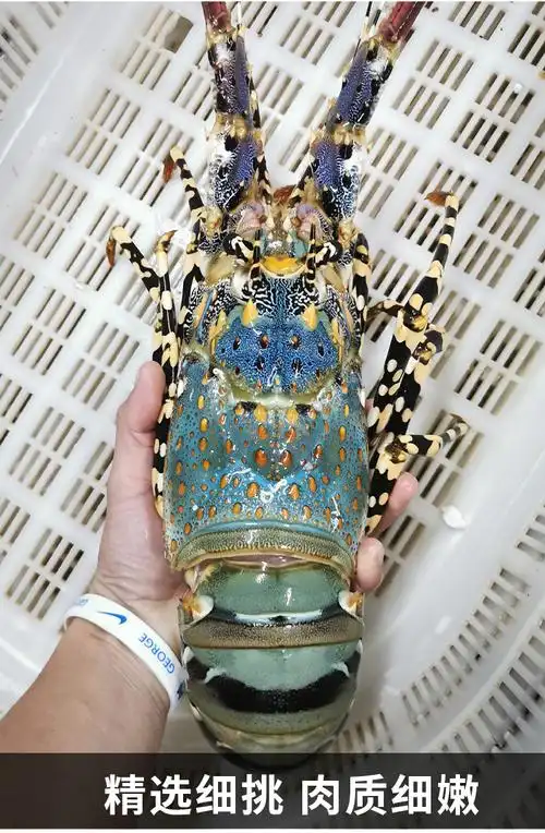 顺丰舔鲜海鲜澳洲花龙35斤只澳洲大龙虾海鲜水产鲜活冷冻3斤