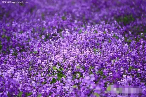 二月兰早春花海观赏彩色蓝色紫色植物春季低温开放开花时间长粗放种植