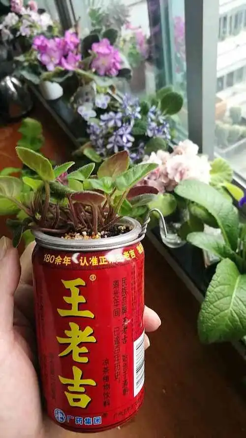 环保利用易拉罐做的种花吊盆
