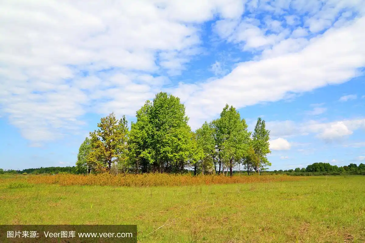 秋天田野上的矮树林