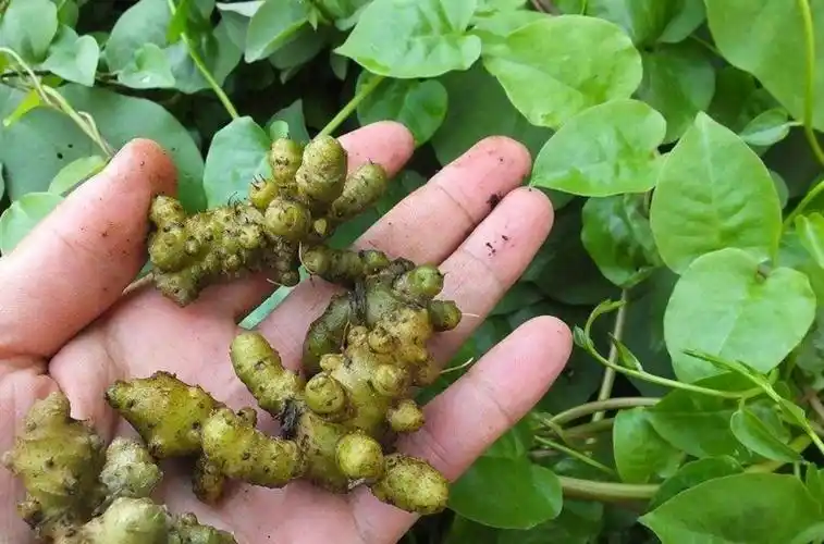 藤三七养护方法