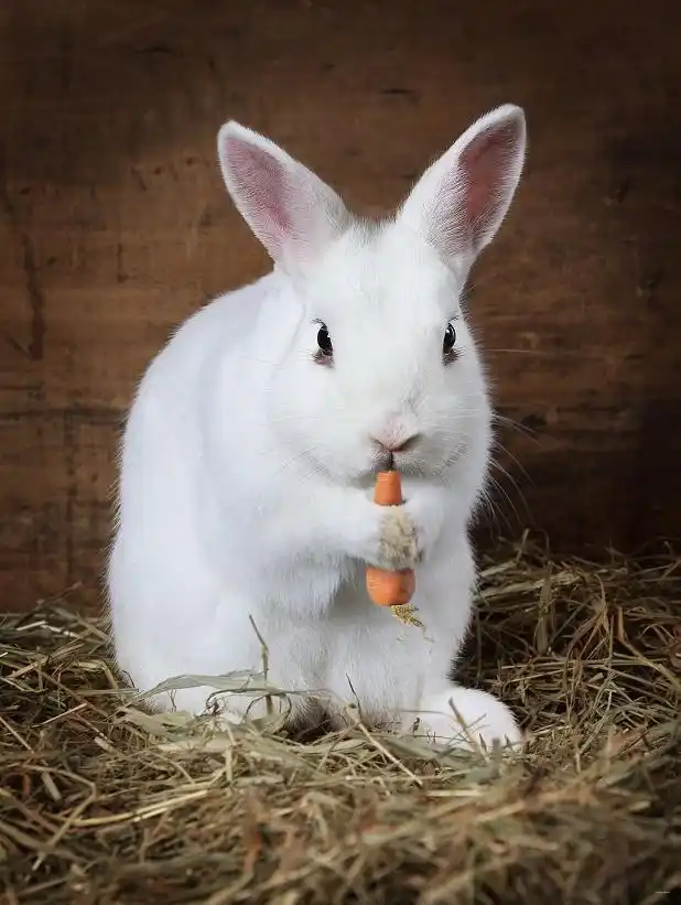 养殖技术,兔病大全