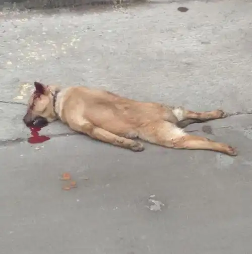 野猪|狐狸|洛阳市|野生动物_网易订阅