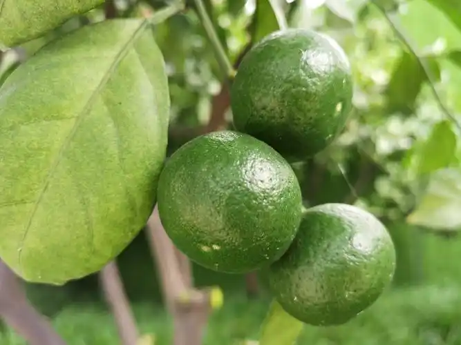 构皮果,青桔子7.23.铁树开花,莲蓬,蟠桃