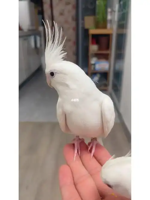 手养玄凤鹦鹉  #养鹦鹉日记  #玄凤鹦鹉