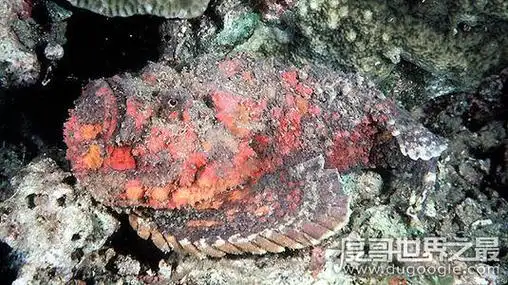 67世界上最毒的鱼是什么鱼,毒鲉(位列世界十大毒王之一)_秀站