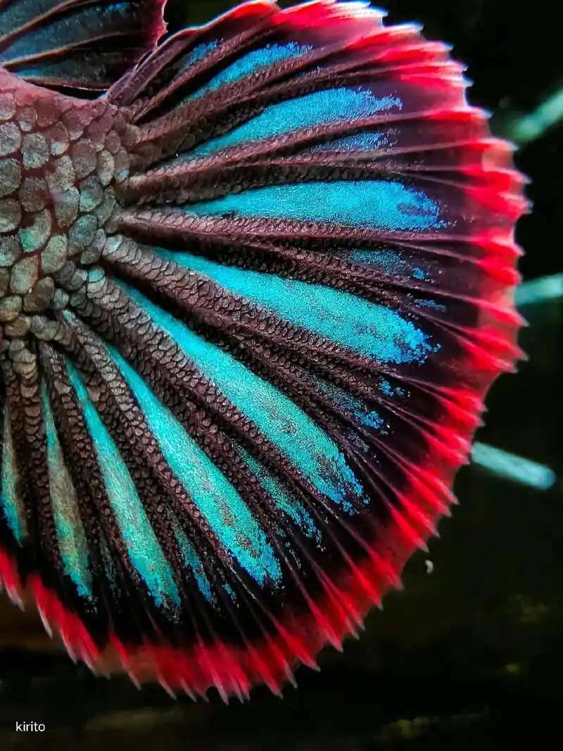 雷龙鱼  #观赏鱼 #水族 #酒红雷龙 #拍照 - 抖音