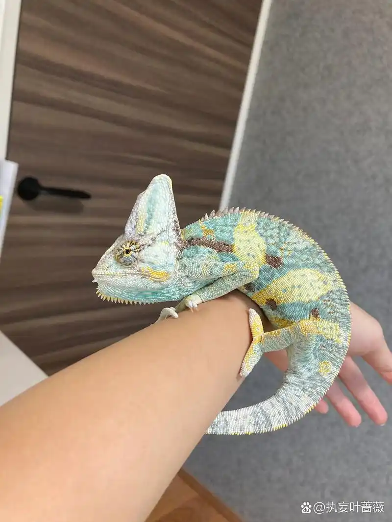 【每日一科普】今天是超漂亮的高冠变色龙!