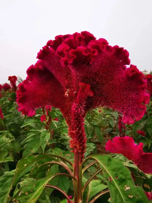 鸡冠花写生素材