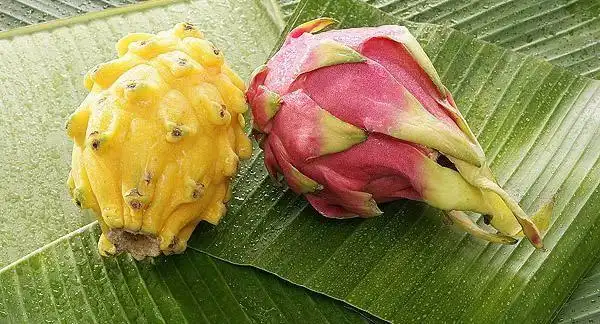 看到编号了吧?这就是正在生长的,真正的海底椰!