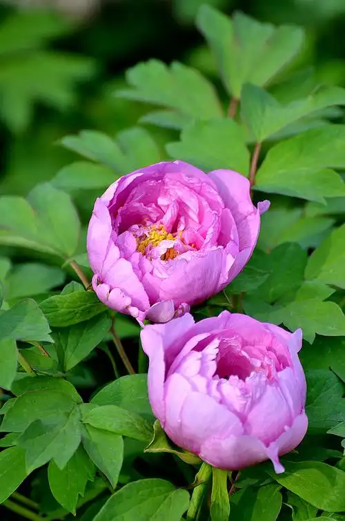 【原创摄影】各色牡丹花