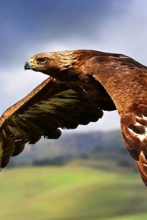 首页 动物与鸟 雄鹰iphone 壁纸:750x1334 (iphone 8/7/6/6s)