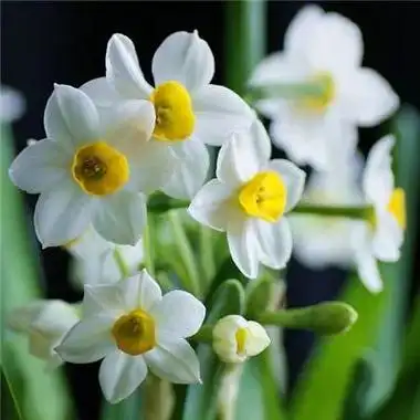 精挑细选的花草微信头像