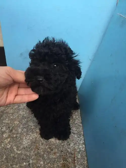 出家养小体黑色小泰迪