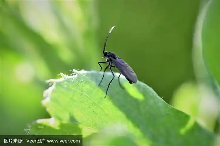 黑色,真菌蚋,生物学,野生动物,环境