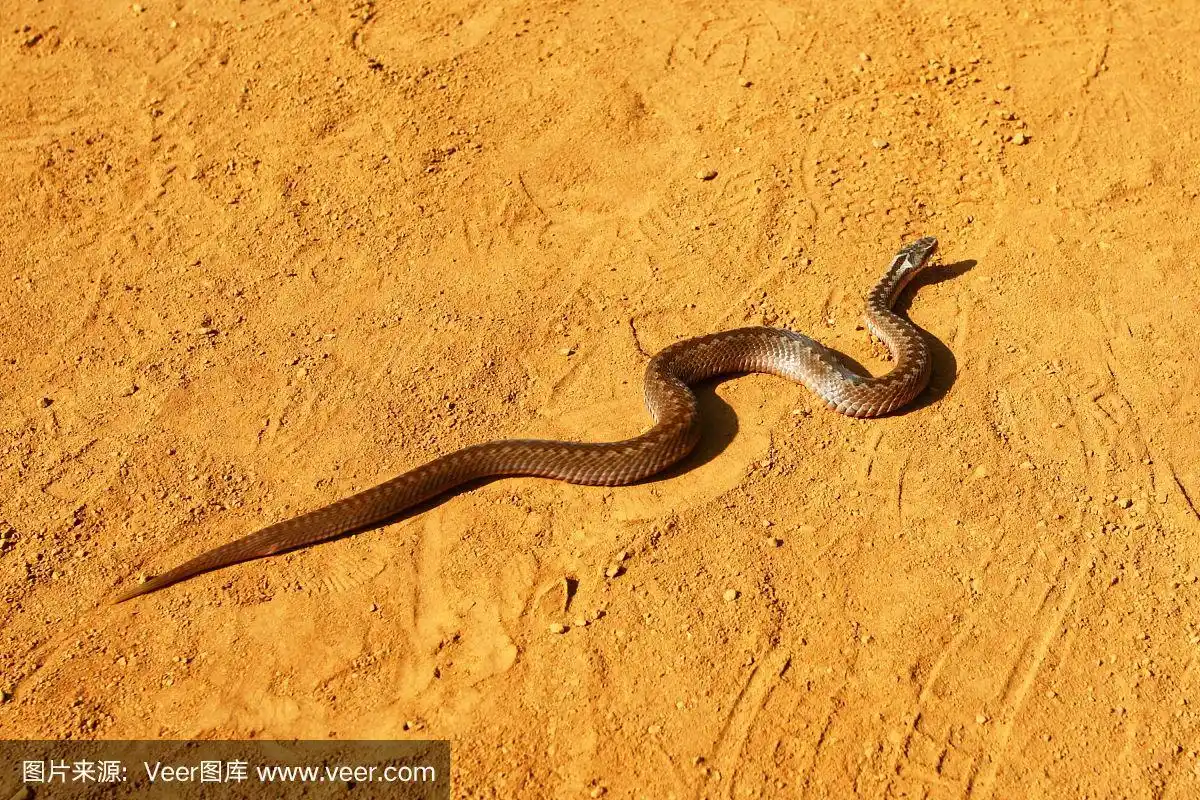 沙漠中的蛇