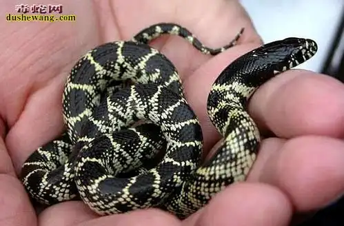 沙漠王蛇资料品种简介