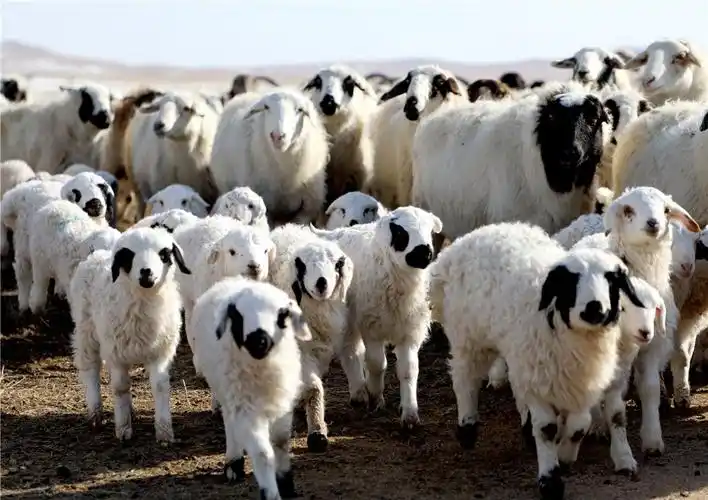由于青格乐家养殖的乌珠穆沁羊质量优,2023年被锡林浩特市农牧和科技