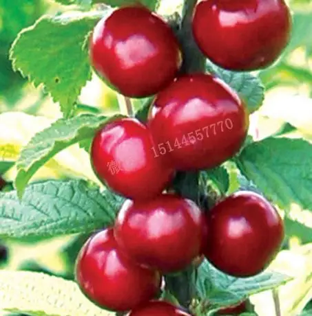 乌克兰大樱桃 乌克兰大樱桃苗 耐寒极限零下48度