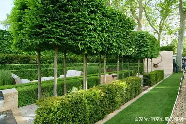 庭院设计|8种可以做围墙的植物,围上一圈,让你的院子优雅美观