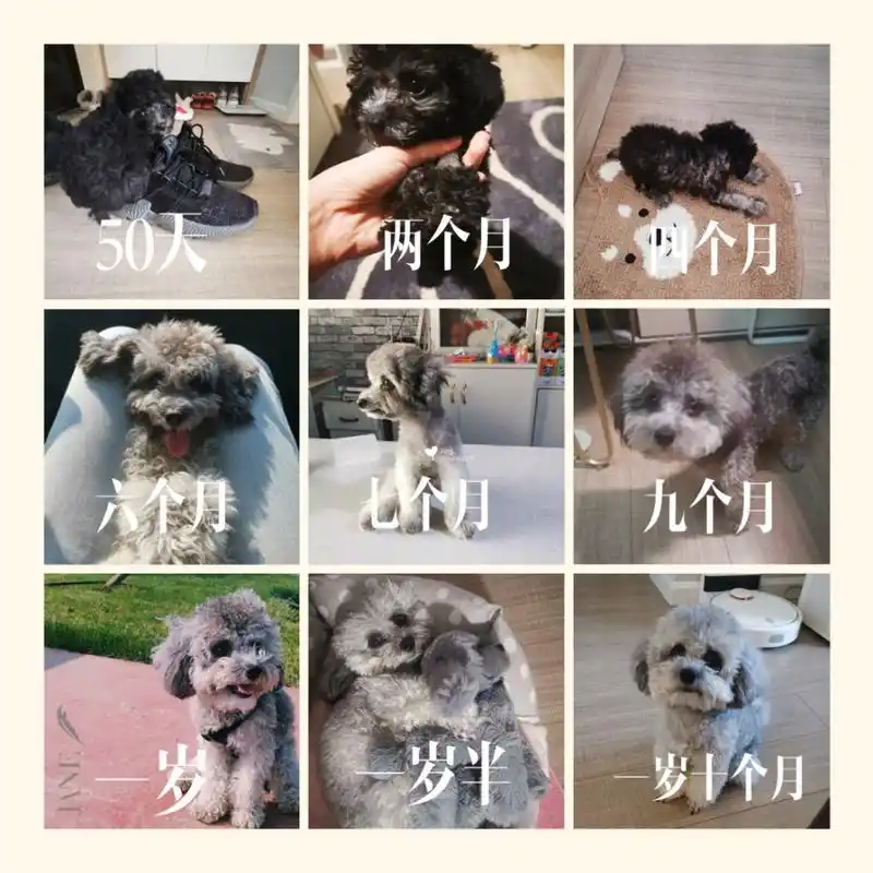 灰泰迪|返灰颜值逆袭过程全记录(0-2岁) 2019.3.27-2021.3.