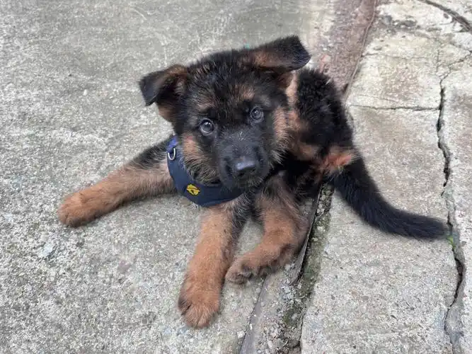 德牧幼犬刚回到家一周,还没怎么吃东西.