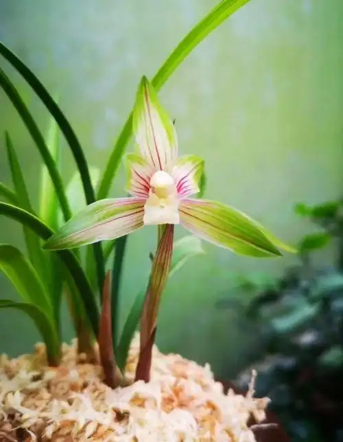 四川雅安下山的一颗春兰缟艺彩素花,后来成为传世极品_兰花