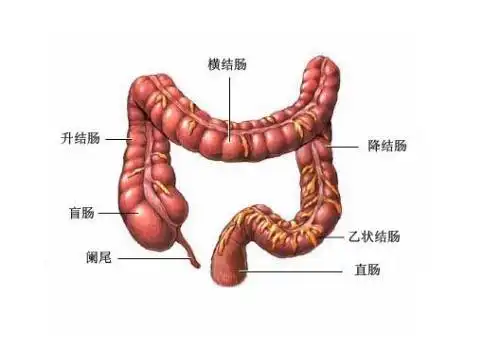 大肠部位.png