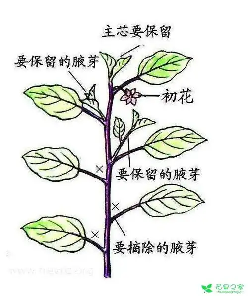 阳台盆栽~樱桃番茄方法有哪些?