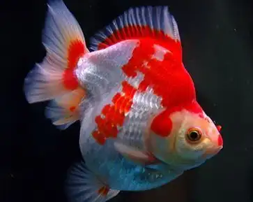 琉金的源流:普通,玉鲭,短尾,长尾,宽尾,蝶尾,扇尾琉金_金鱼_日本_杂交