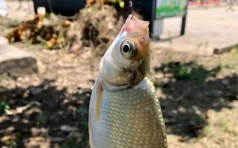 去年钓鱼 鱼上钩的合集