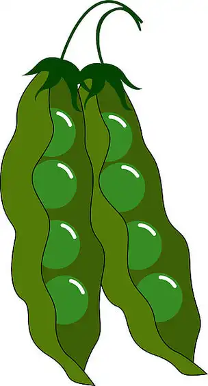 绿豆,插图,白色背景上的矢量.