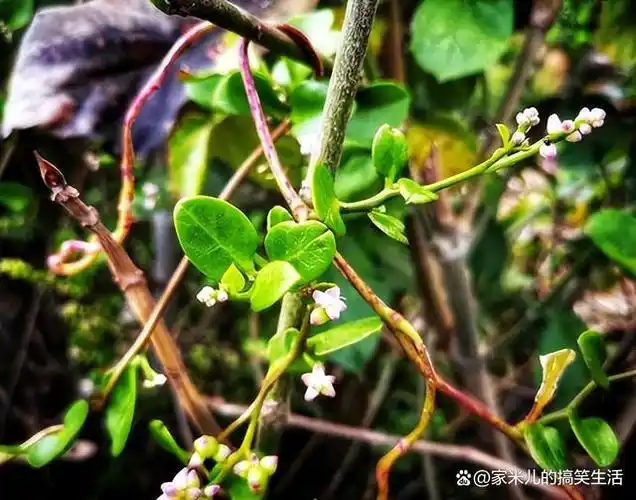 曾是遭痛恨的入侵者营养价值却堪比牛奶如今还需人工栽培