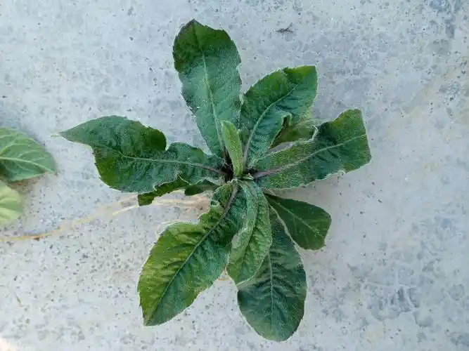 地胆头的功效与作用和煲汤方法(地胆草图片与功效)