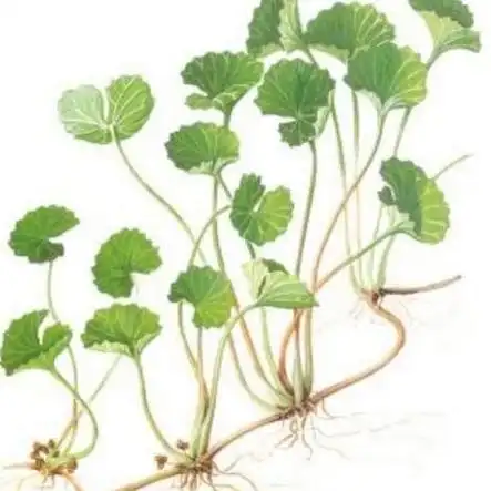 金钱草的样子图片