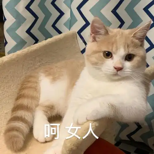 黄油04在有没有想我呀04