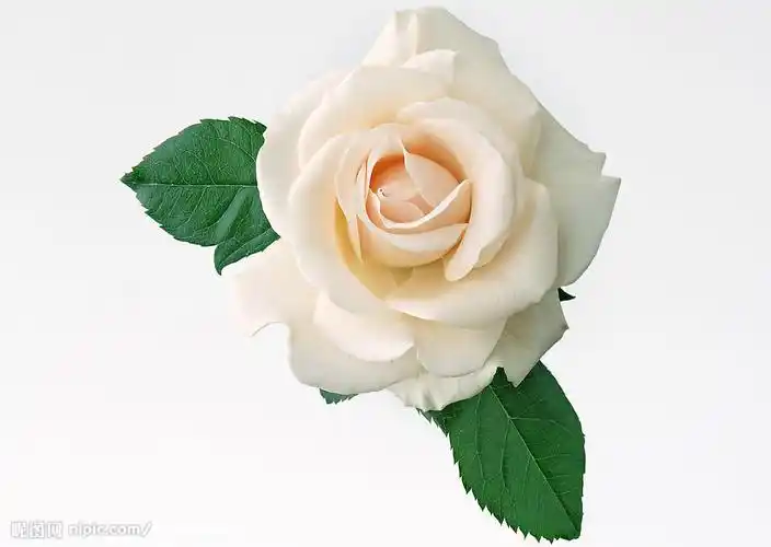 白玫瑰摄影图_鲜花_花草_生物世界_摄影图库_昵图网nipic.com