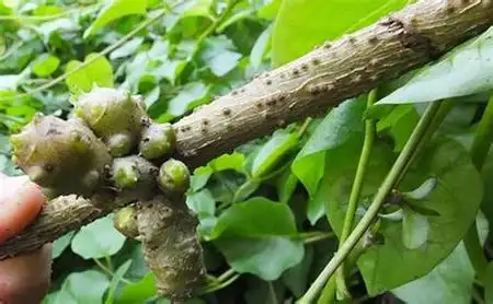 藤三七的根能吃吗?什么疗效