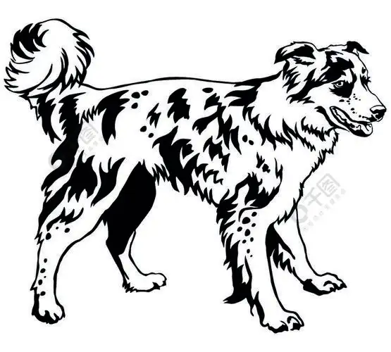 站在轮廓狗边境牧羊犬中的装饰肖像白色背景上黑色的