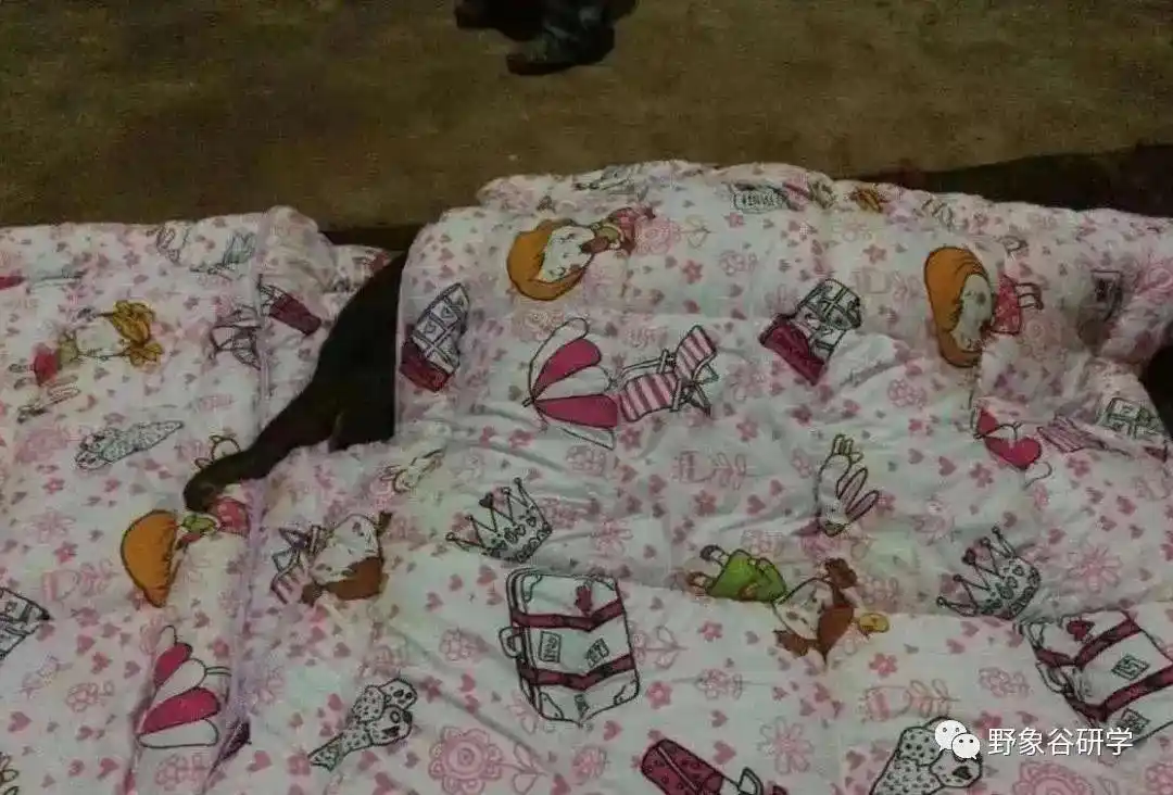 半夜喂奶,盖被子,哄睡……小象与"象爸爸"的那些事