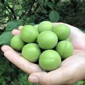 现摘临安新鲜高山青梅果野生脆梅泡酒酸梅子青梅酵素水果鲜果5斤