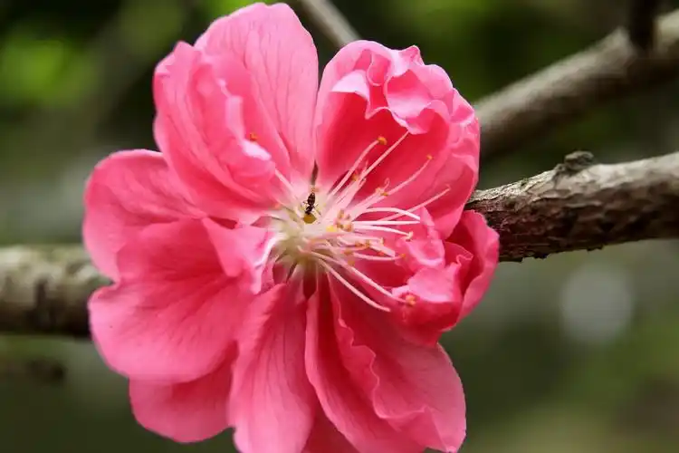 春暖花开,祝单身狗狗年桃花运旺旺旺!
