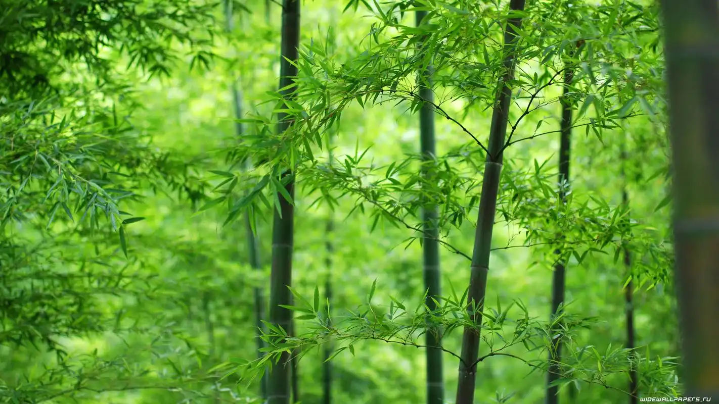 翠绿色的竹林49620_竹林深处_风景风光类_图.