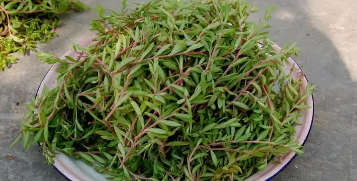 各种疾病的忌口大全东莞人留着备用